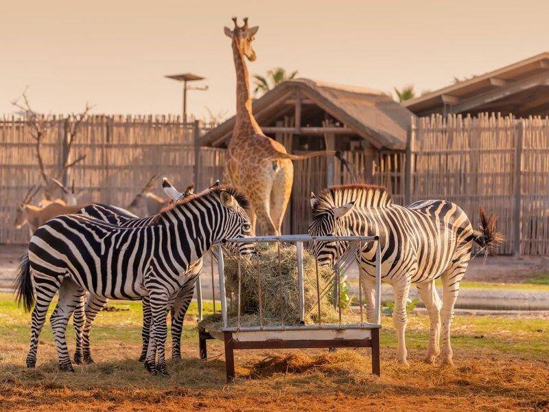 Car Rental Service in Dubai Dubai Safari Park