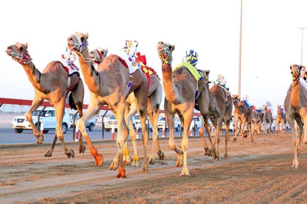 Car Rental Service in Dubai Al Marmoom Camel Racing